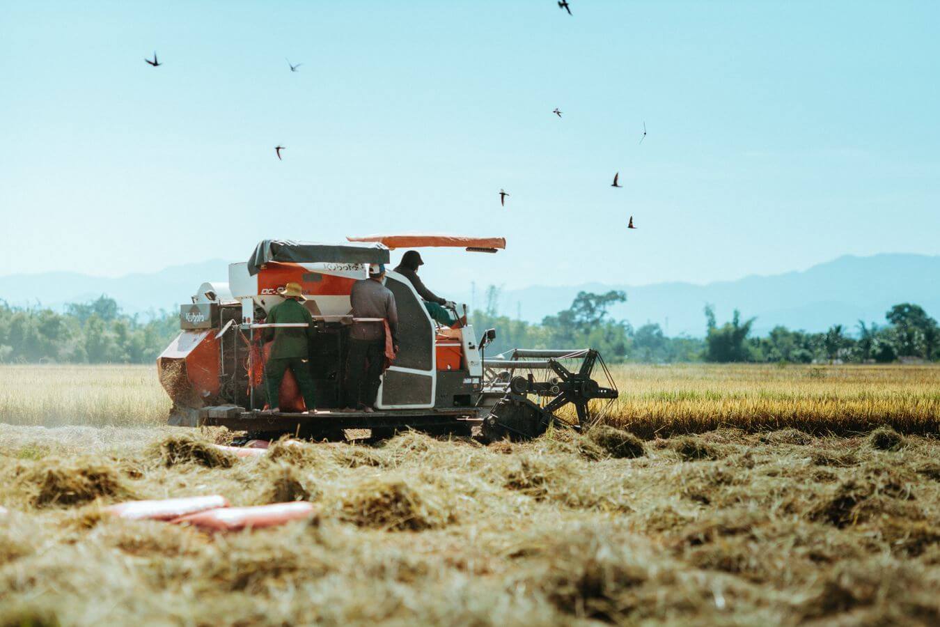 Grain milling operation